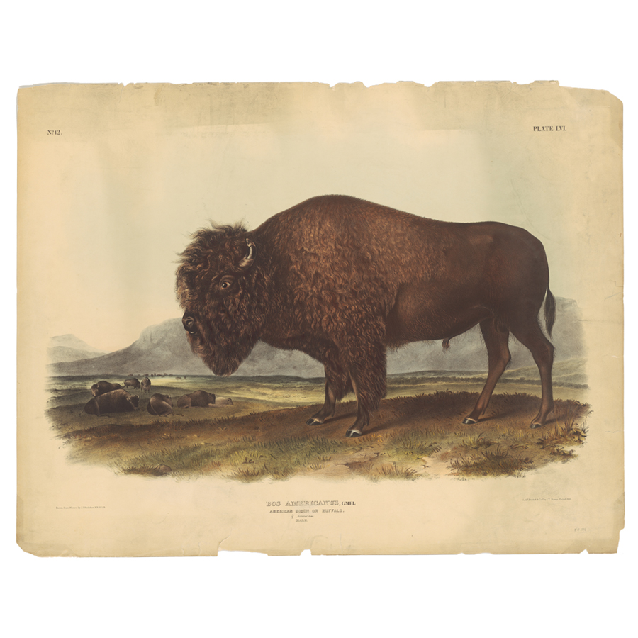 Audubon Selected Works Buffalo