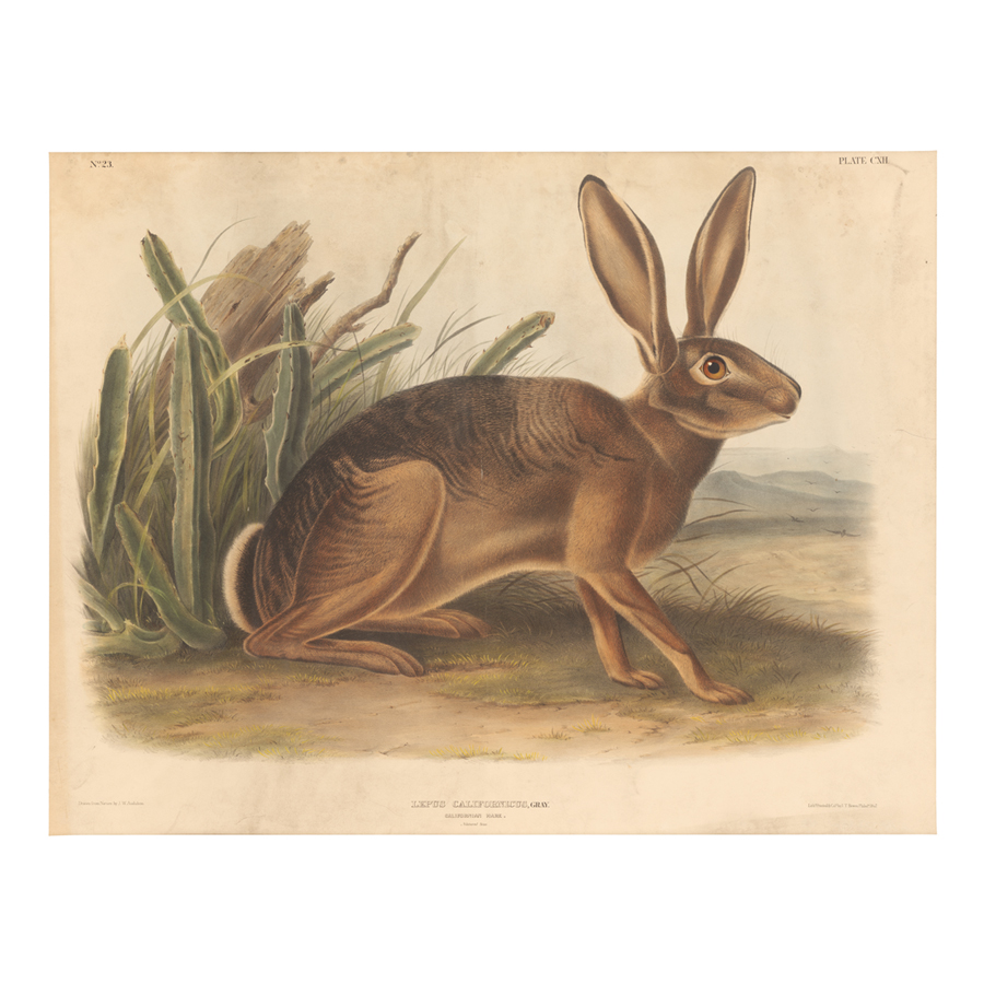 Audubon Selected Works Hare
