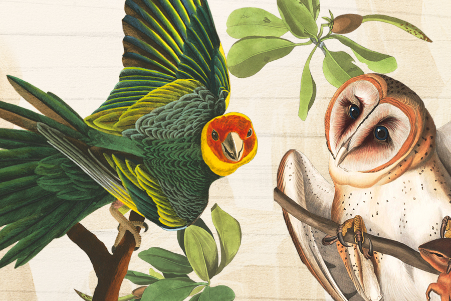 Revisiting Audubon Card