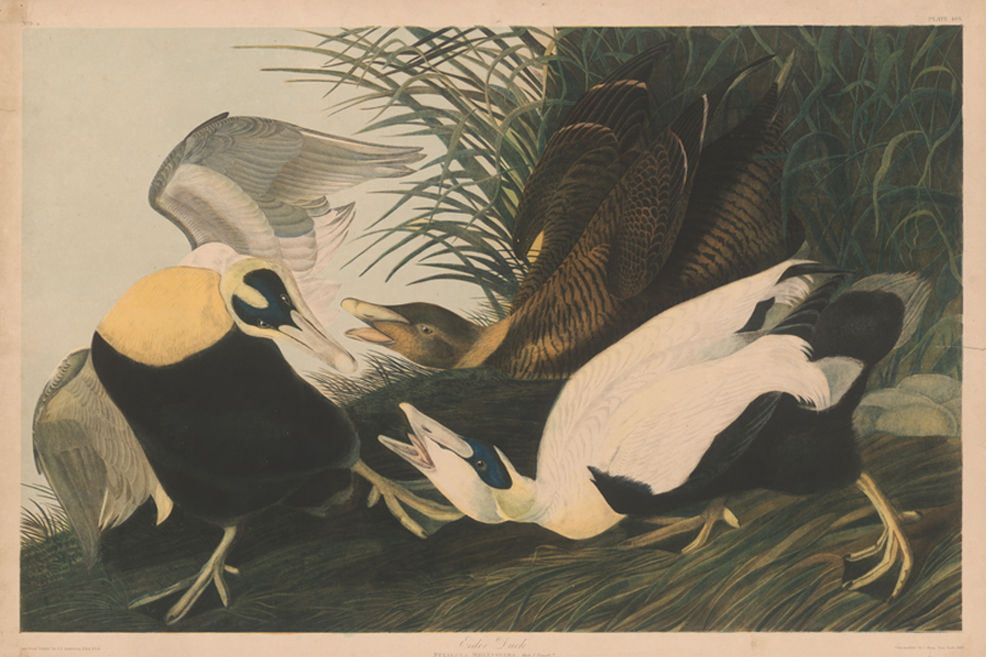 Ornithology FTV